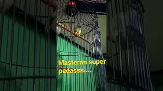 Download lagu burung masteran MEWAH dan langka. SIKATAN KEPALA ABU 🔥cocok untuk masteran murai batu mp3