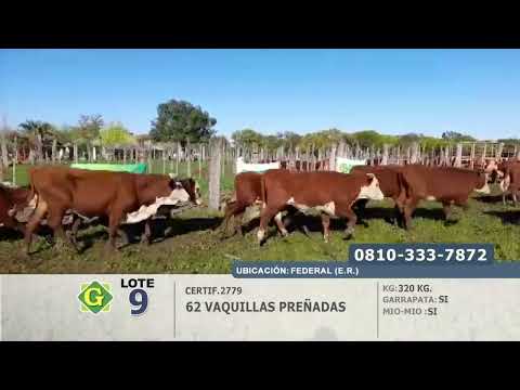 Lote Vaquillas preñadas en Federal (E.Rios)