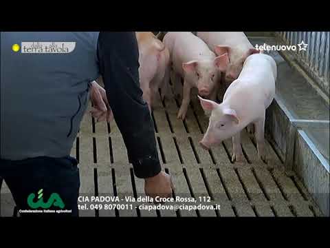 La filiera della carne