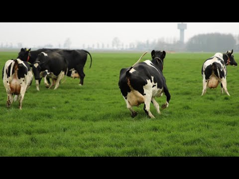 HAPPY COWS DANCING, RUNNING, SKIPPING OUT, AND JUMPING IN THE FIELD VIDEO