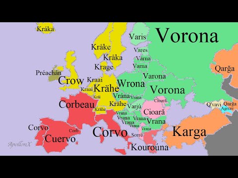 Birds | Animals | European Languages Comparison