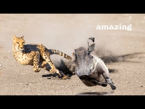 Leopard Running competition vs Warthog Before Eating   Python, Zebra, Buffalo Vs Leopard