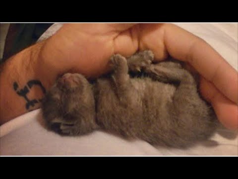 子猫を納屋の屋根に放り投げて遺棄！しかしその後、心を温める展開に・・・