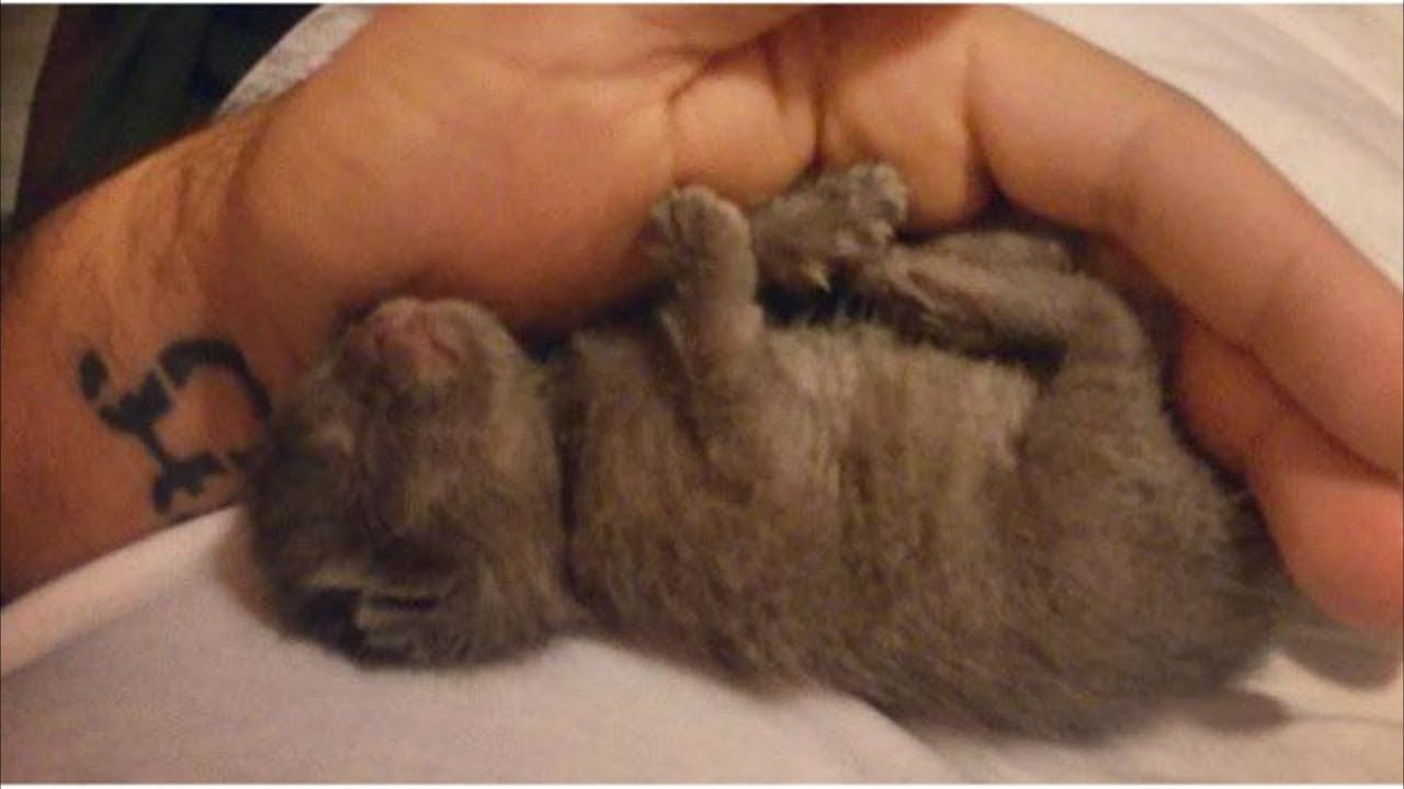 子猫を納屋の屋根に放り投げて遺棄！しかしその後、心を温める展開に・・・