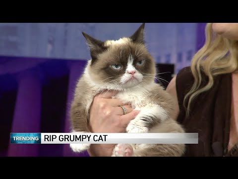 World famous Grumpy Cat dies at age 7