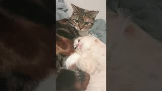 #ねこのいる生活