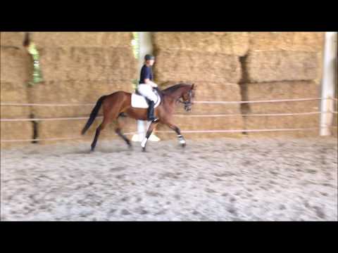 Goldjunge Reitvideo 3jaehrig