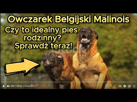 Owczarek Belgijski #malinois  – Czy to idealny pies rodzinny? Sprawdź teraz!