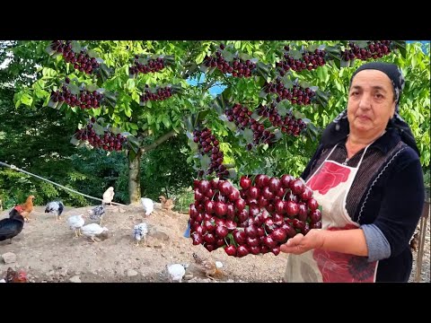 GRANDMA COOKED WALNUT CHERRY JAM IN THE FOREST