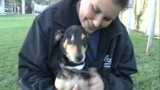 Riverside County Animal Control