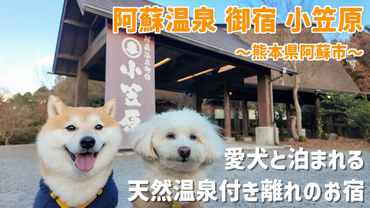 【御宿小笠原】わんこも飼い主も大満足のお宿！７つのドッグランと天然温泉が最高でした♨️【＃117】