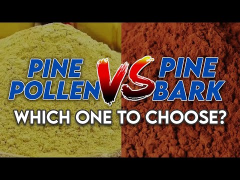 Benefits of Pine Pollen vs Pine Bark  - Testosterone & More!