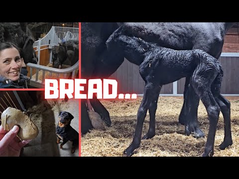 Foals bread? | Queen👑Uniek keeps a close eye on it | Nurse? | Friesian Horses