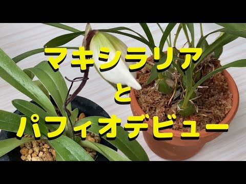 園芸 マキシラリア、コレクターの間で珍重される蘭