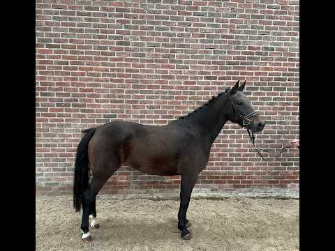 Wilgerd's Olclay ☆ (BURGHOEVE'S PLOT BLEU x CARLO) - Video 2 video thumbnail
