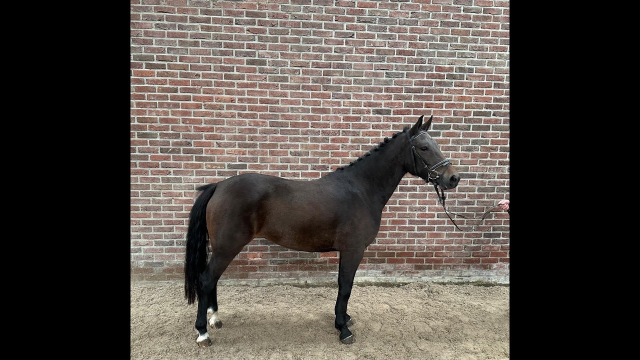 Wilgerd's Olclay ☆ (BURGHOEVE'S PLOT BLEU x CARLO) video 1