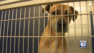 Animal shelters need dog lovers to adopt