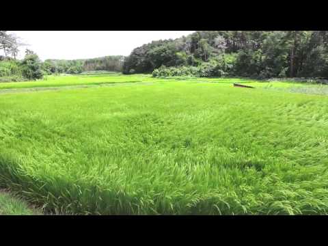 田んぼを渡る風