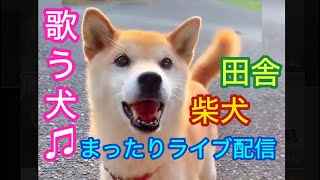 柴犬コロ ずーっと可愛い歌う犬🥰😂 柴犬と田舎暮らし🐕✨ #柴犬コロ #可愛い #おもしろ #柴犬 #歌う犬 #癒し #shibainu #dog #田舎暮らし 