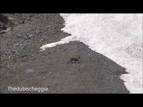 LO STAMBECCO SOLITARIO NELLA VALLE GESSO (CN) MERC.1 - 5 - 2019