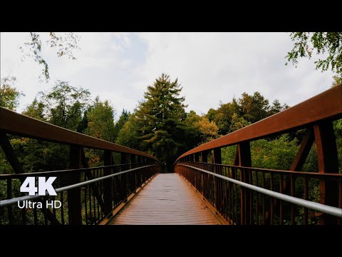 4K Virtual Hike through Canadian Forest (with Nature Sounds and Relaxing Music)