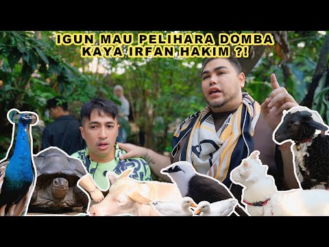 IGUN MAU PELIHARA DOMBA KAYA IRFAN HAKIM ?!