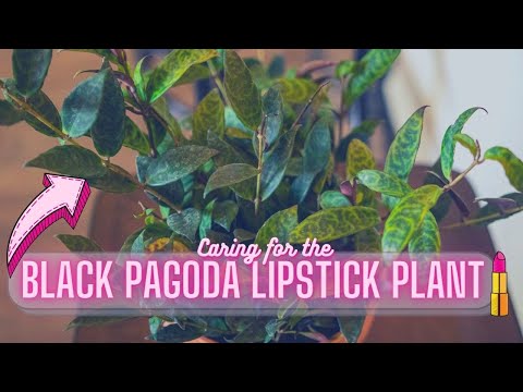 Black Pagoda Lipstick Plant (Aeschynanthus longicaulis) Houseplant Care Guide