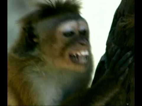 Sinik ft cheb bilal big ali, bienvenue chez les Bilkas parodie vie privée des animaux