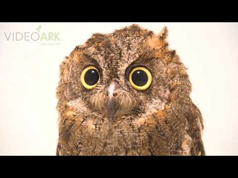 Otus mirus Crocolandia