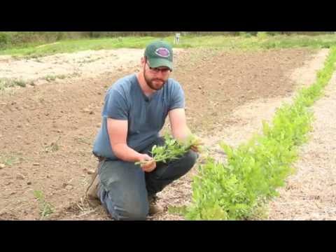 Farmer Ben - Lovage
