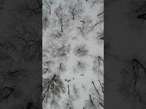 Drone Footage of Snowy Forest: A Stunning View from Above! #shorts