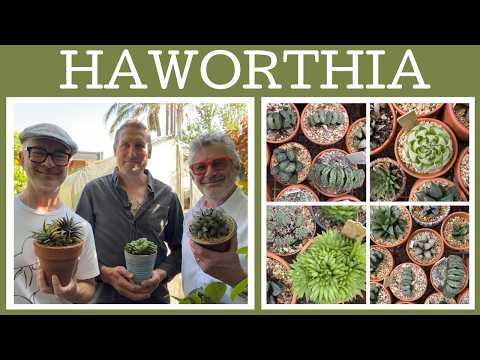 How to grow and propagate Haworthia with Dylan Hewlett!
