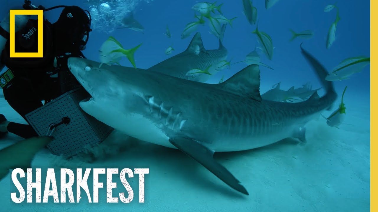 SharkFest | National Geographic