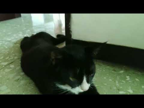 CAT WITH ABSURD POSE