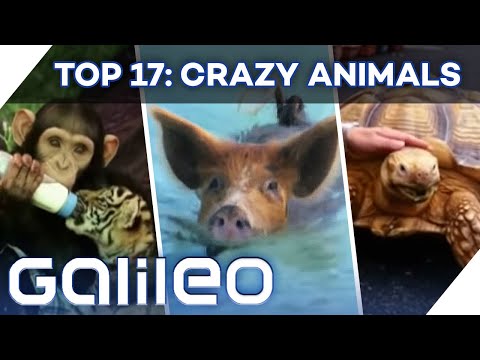 Crazy Animals: From giant tortoises to surfing mice | Galileo 360° | ProSieben