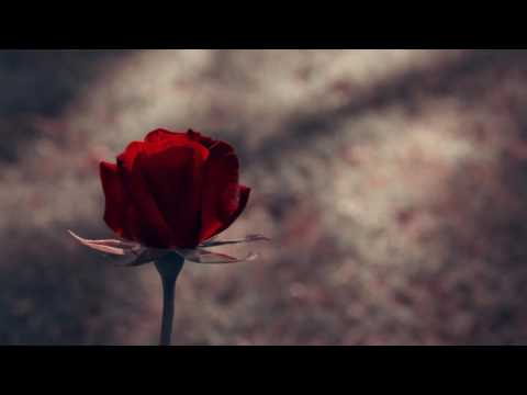 [Weasley Mash-Up] Rich Edwards vs Deon Custom vs Marshmello - Where Roses Wait Alone