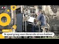 Man speelt piano voor tientallen apen