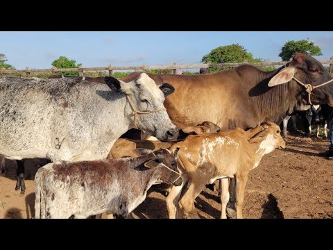 FEIRA DO GADO DE BUIQUE PERNAMBUCO 13/12/2025