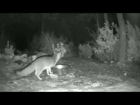 Bobcat Takes Fox by Surprise - Beware - Content is Alarming