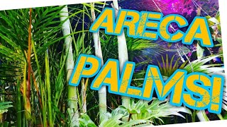 ARECA PALM TREE CARE! All About The Spectacular Dypsis Lutescens!
