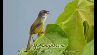 Download lagu suara pikat prenjak rawa paling ampuh durasi pendek mp3