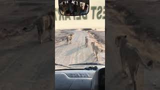 preview picture of video 'gir lions at ambardi safari park.'