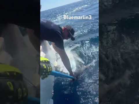 14/07 - BLUE MARLIN 150KG!! - Cavalier & Blue Marlin Sport Fishing Gran Canaria
