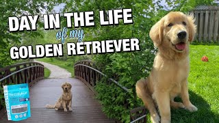 A DAY IN THE LIFE OF MY GOLDEN RETRIEVER PUPPY + Healthybud treat review 🐾 #goldenretriever
