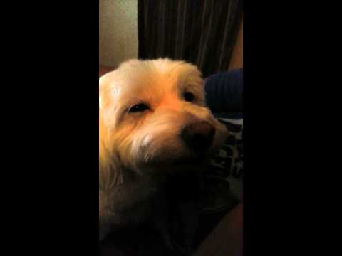 Drunk dog begging for beer