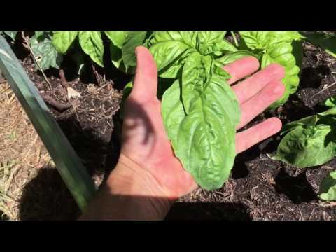 download lagu mp3 mp4 Giant Basil Leaves, download lagu Giant Basil Leaves gratis, unduh video klip Giant Basil Leaves
