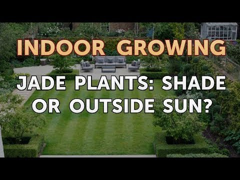 How to Regrow a Broken Aloe Leaf