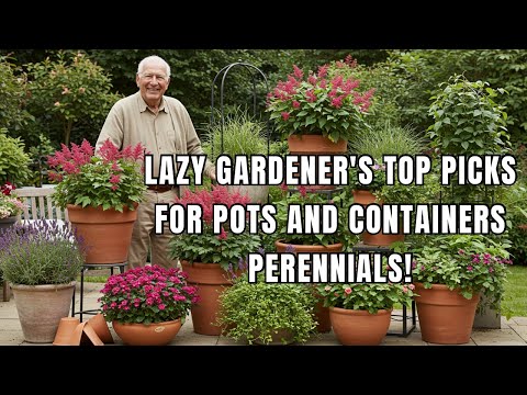 Top Lazy Gardener’s Dream: 15 Perennials Perfect For Containers/Pot Hack!