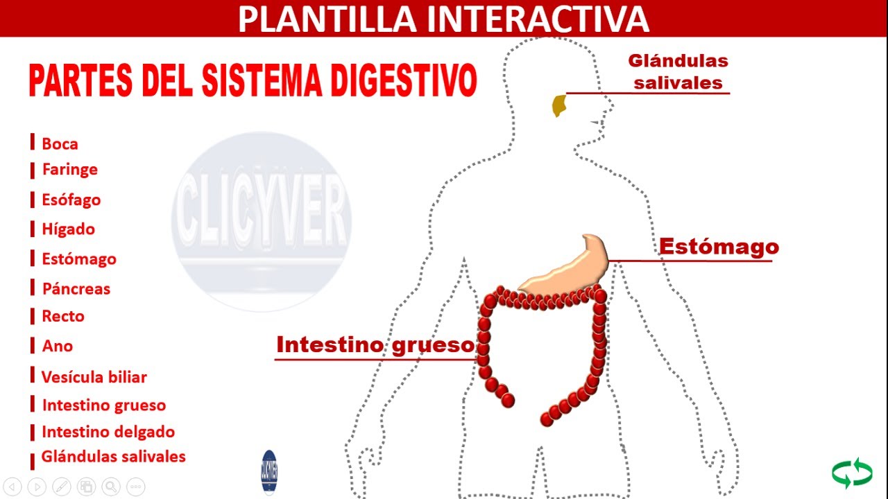 Partes del sistema digestivo Plantilla interactiva