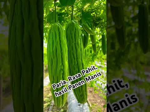 Paria Alaska, Benih Pertiwi!!! Benihnya Petani Indonesia #benihpertiwi #hortikultura  #benihhibrida